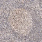 Merck Anti-RUBCNL antibody produced in rabbit