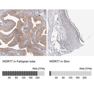 Merck Anti-WDR77 antibody produced in rabbit