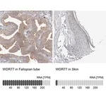 Merck Anti-WDR77 antibody produced in rabbit