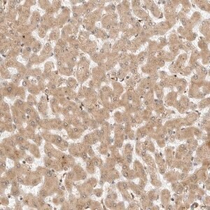 Merck Anti-RC3H1 antibody produced in rabbit