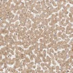 Merck Anti-RC3H1 antibody produced in rabbit