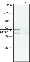 Merck Anti-CYBB antibody produced in rabbit