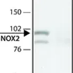 Merck Anti-CYBB antibody produced in rabbit