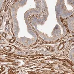 Merck Anti-TMTC2 antibody produced in rabbit