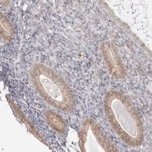 Merck Anti-RNF146 antibody produced in rabbit