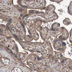 Merck Anti-RSPO3 antibody produced in rabbit