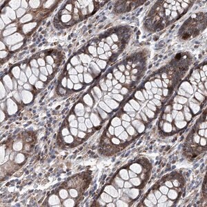 Merck Anti-USP48 antibody produced in rabbit