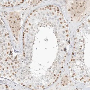 Merck Anti-NHSL1 antibody produced in rabbit