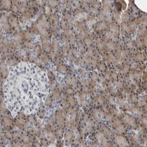 Merck Anti-SPINK1 antibody produced in rabbit