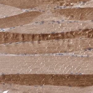 Merck Anti-CUL7 antibody produced in rabbit