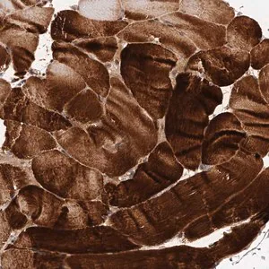 Merck Anti-CUL7 antibody produced in rabbit