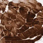 Merck Anti-CUL7 antibody produced in rabbit