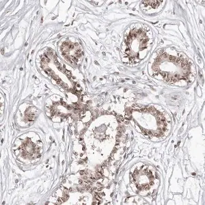 Merck Anti-PHF3 antibody produced in rabbit