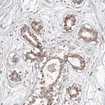 Merck Anti-PHF3 antibody produced in rabbit