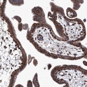 Merck Anti-TJAP1 antibody produced in rabbit