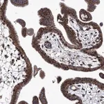 Merck Anti-TJAP1 antibody produced in rabbit