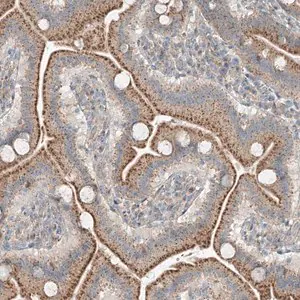 Merck Anti-CEP162 antibody produced in rabbit