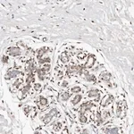 Merck Anti-IQGAP3 antibody produced in rabbit