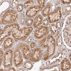 Merck Anti-LTV1 antibody produced in rabbit