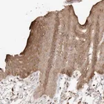 Merck Anti-AFDN antibody produced in rabbit