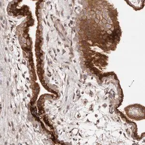 Merck Anti-DACT2 antibody produced in rabbit