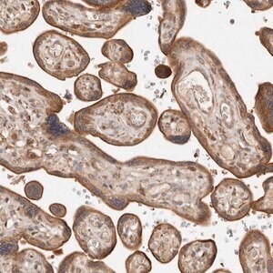 Merck Anti-DACT2 antibody produced in rabbit