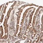 Merck Anti-PCBP3 antibody produced in rabbit
