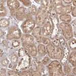 Merck Anti-MTO1 antibody produced in rabbit