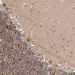 Merck Anti-USP49 antibody produced in rabbit