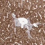 Merck Anti-UBR2 antibody produced in rabbit