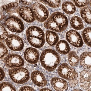 Merck Anti-TBC1D22B antibody produced in rabbit