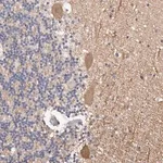 Merck Anti-DOPEY1 antibody produced in rabbit