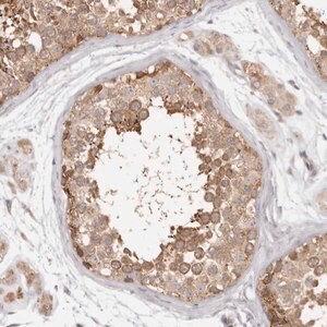 Merck Anti-EEF1E1 antibody produced in rabbit