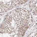 Merck Anti-NUP153 antibody produced in rabbit