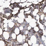 Merck Anti-SPTA1 antibody produced in rabbit