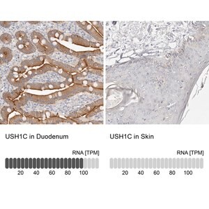Merck Anti-USH1C antibody produced in rabbit