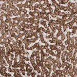 Merck Anti-AZIN1 antibody produced in rabbit