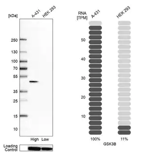 Merck Anti-GSK3B antibody produced in rabbit