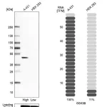 Merck Anti-GSK3B antibody produced in rabbit