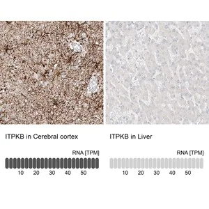 Merck Anti-ITPKB antibody produced in rabbit