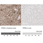 Merck Anti-ITPKB antibody produced in rabbit