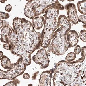 Merck Anti-LGR4 antibody produced in rabbit
