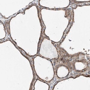Merck Anti-PUM2 antibody produced in rabbit
