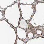 Merck Anti-PUM2 antibody produced in rabbit