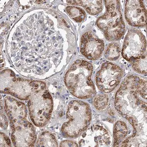 Merck Anti-NRP1 antibody produced in rabbit