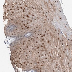 Merck Anti-NCOA7 antibody produced in rabbit