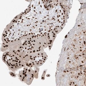 Merck Anti-PM20D2 antibody produced in rabbit