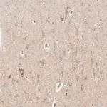 Merck Anti-MRPL55 antibody produced in rabbit