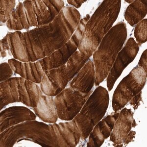 Merck Anti-C8orf74 antibody produced in rabbit