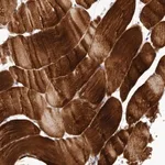 Merck Anti-C8orf74 antibody produced in rabbit